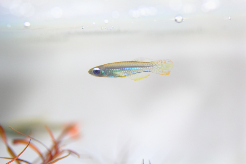 飼育から1年7か月　アプロケイリクティス・マクロフタルマス